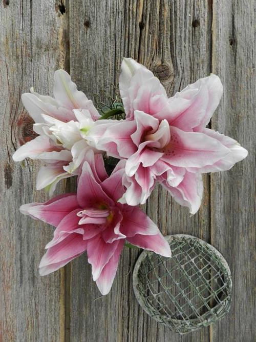 ROSE DOUBLE BLOOM 2/3 BLOOM ORIENTAL LILY ASSORTED PINKS & WHITE